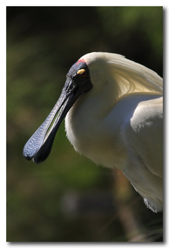Royal Spoonbill