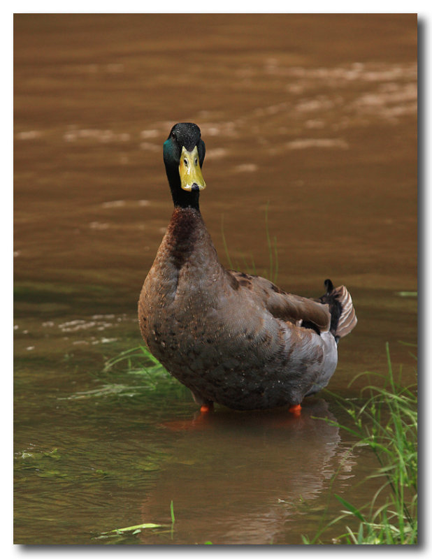 Mallard - male