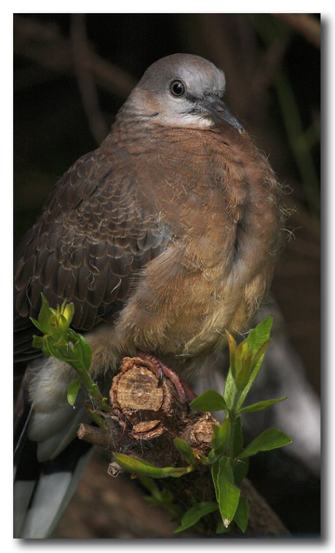 Spotted Dove - juvenile