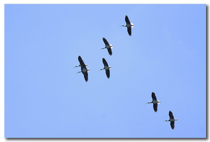 Straw - necked Ibis