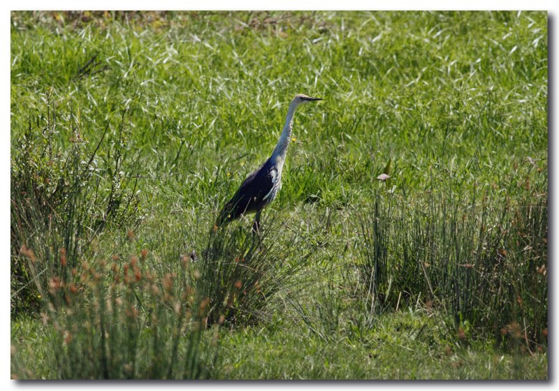 White-necked Heron.jpg