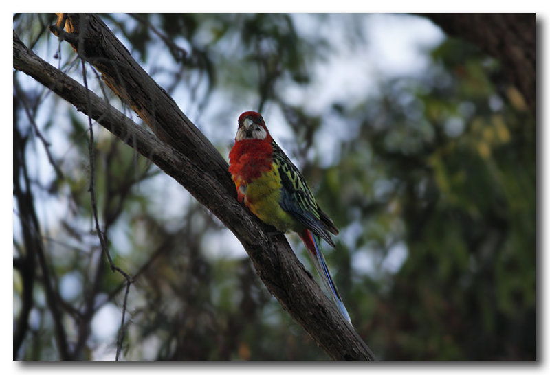 Eastern Rosella