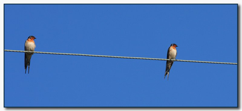 Welcome Swallows