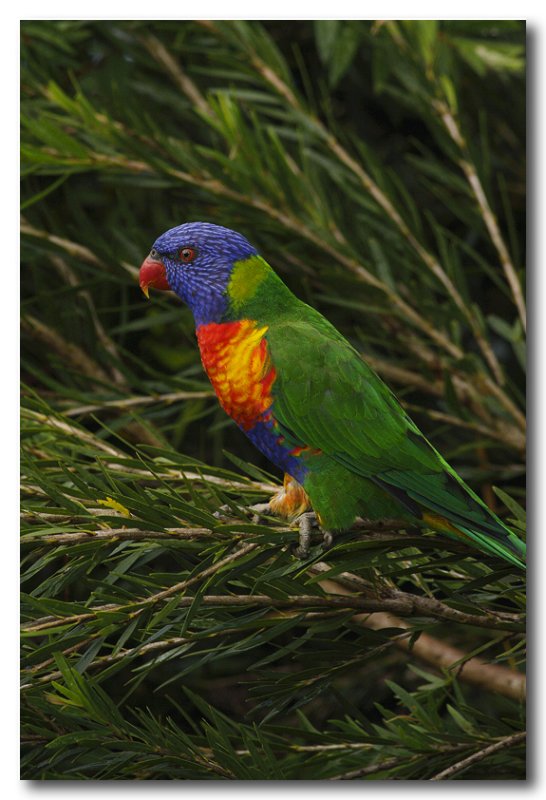 Rainbow Lorikeet