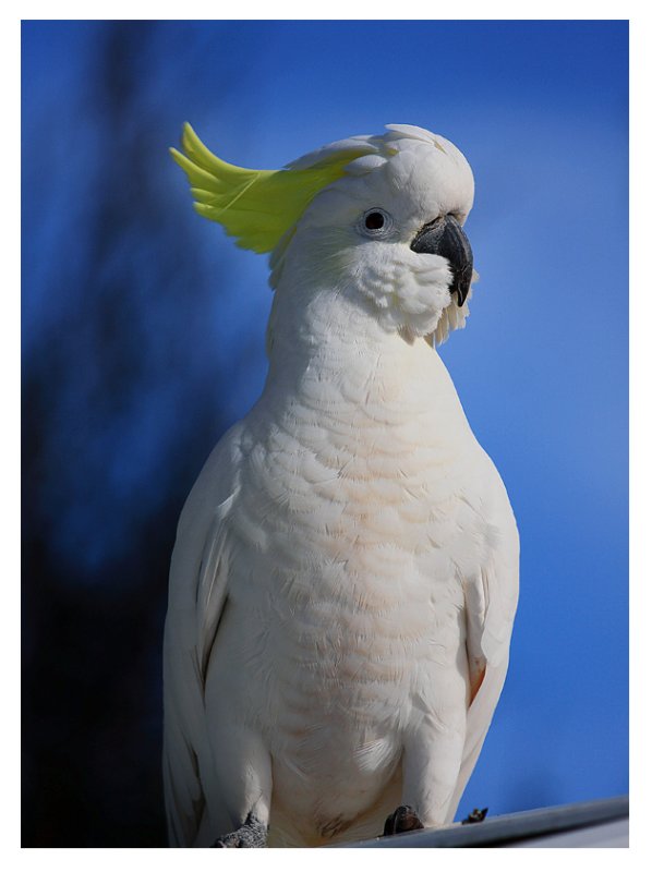 Sulphur Crested Cockatoo