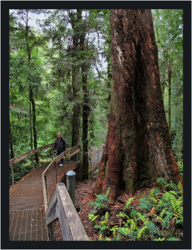 Tree over 100 yrs