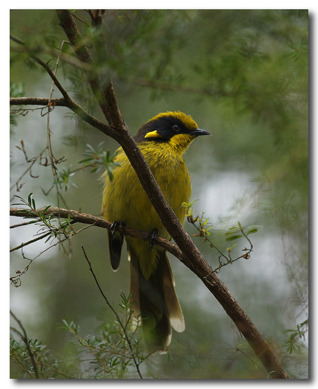 Yellow - tufted Honeyeater  - Series
