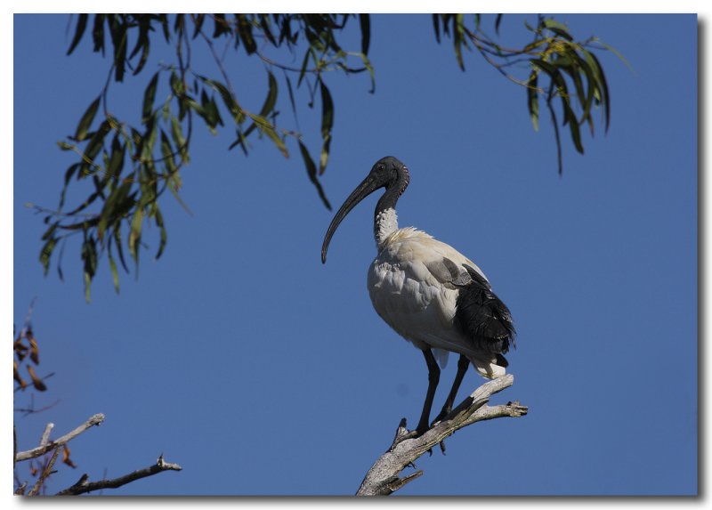 Australian White Ibis - Series 3 -  images