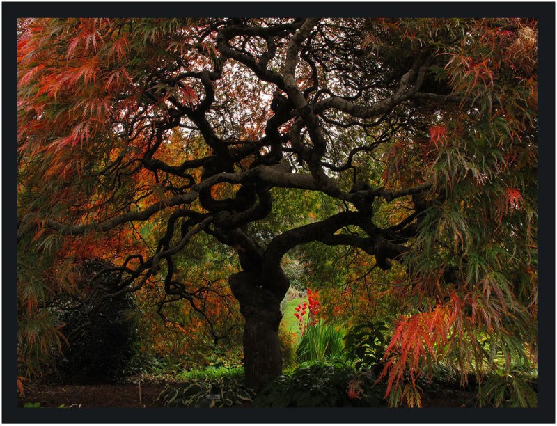 Autumn at Cloud Hill Gardens  -  series