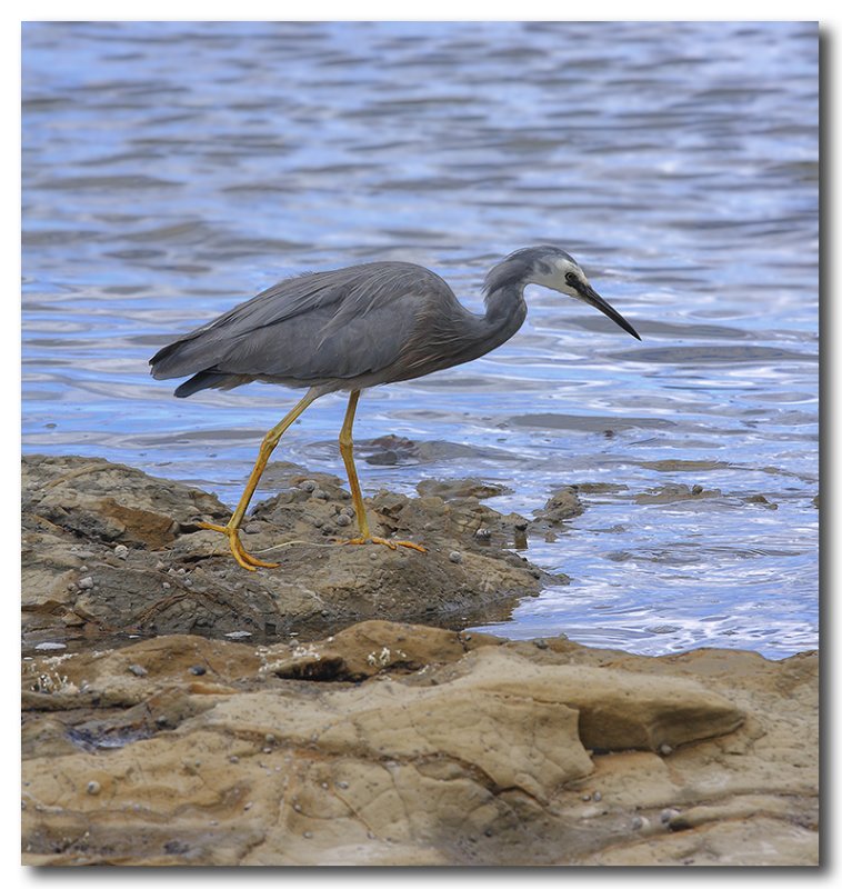White - faced Heron 