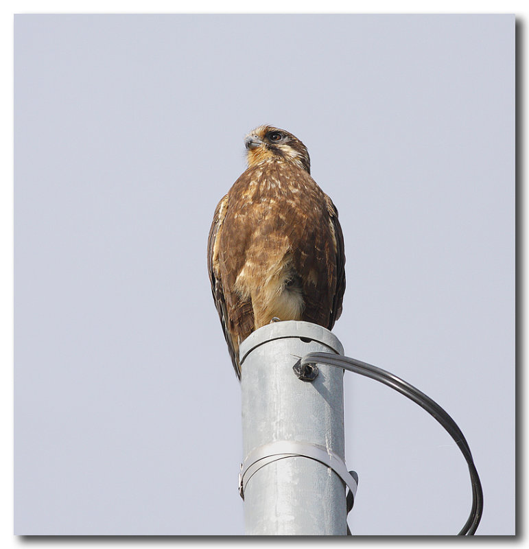 Brown Falcon