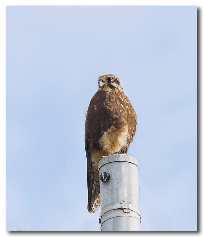 Brown Falcon