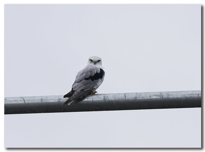 Black Shouldered Kite