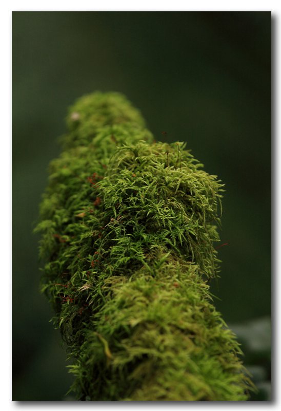 Log fern