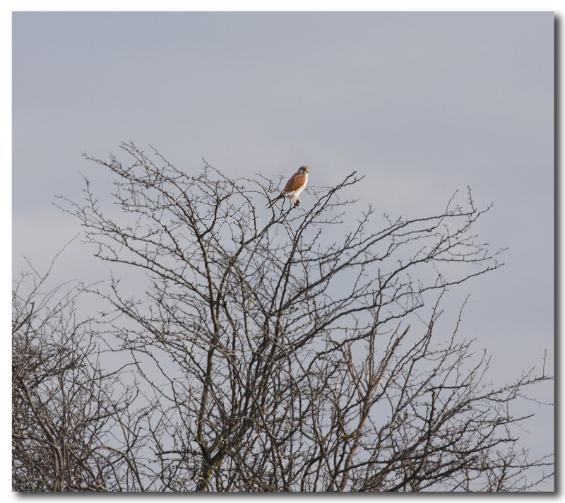 Nankeen Kestrel