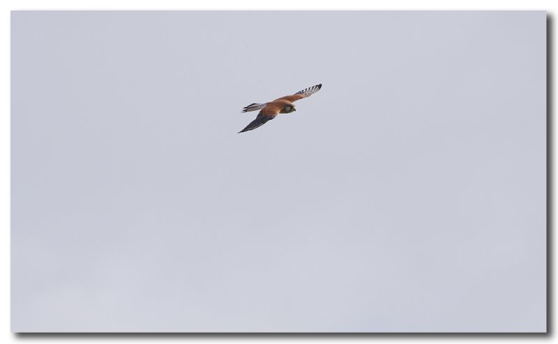 Nankeen Kestrel in flight