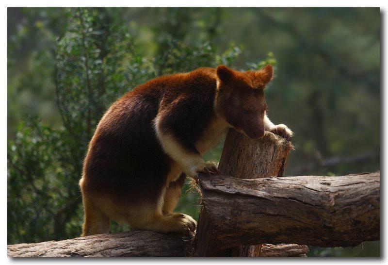 Tree  Kangaroo