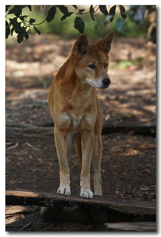 Australian Dingo 