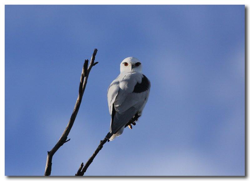 Black-shouldered Kite