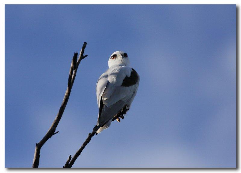 Black - shouldered Kite series