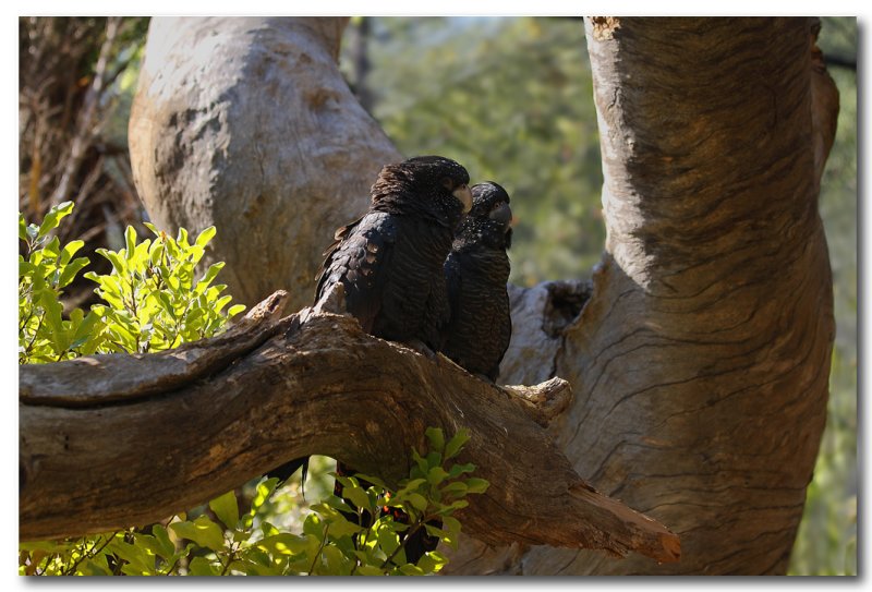 Juvenile - Red - tailed Black Cockatoos 