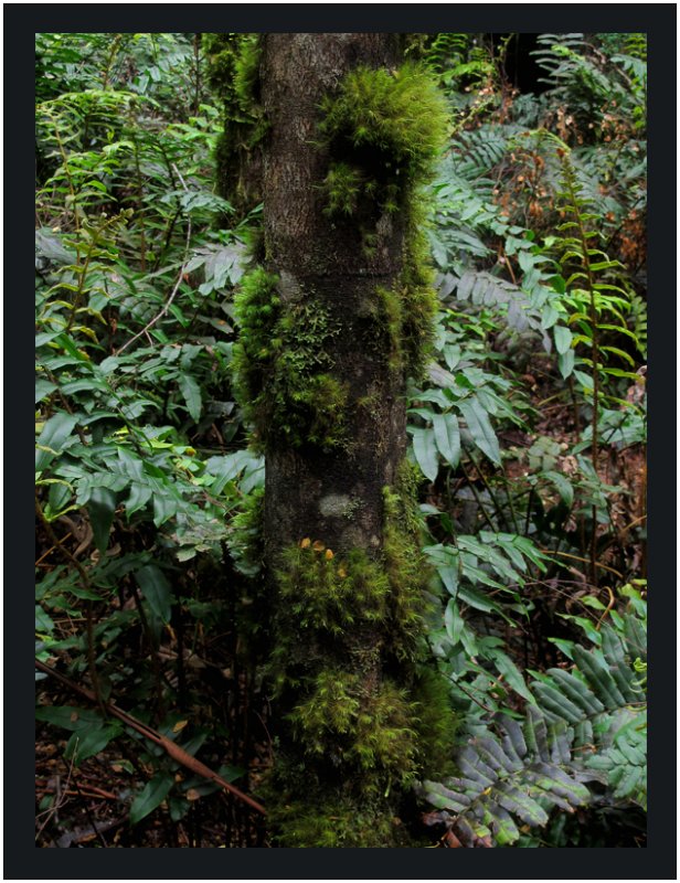 Mossy tree