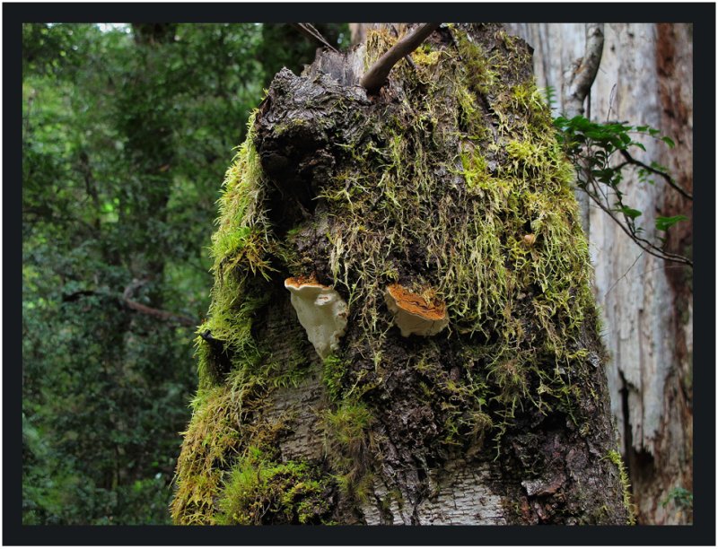 Fungi