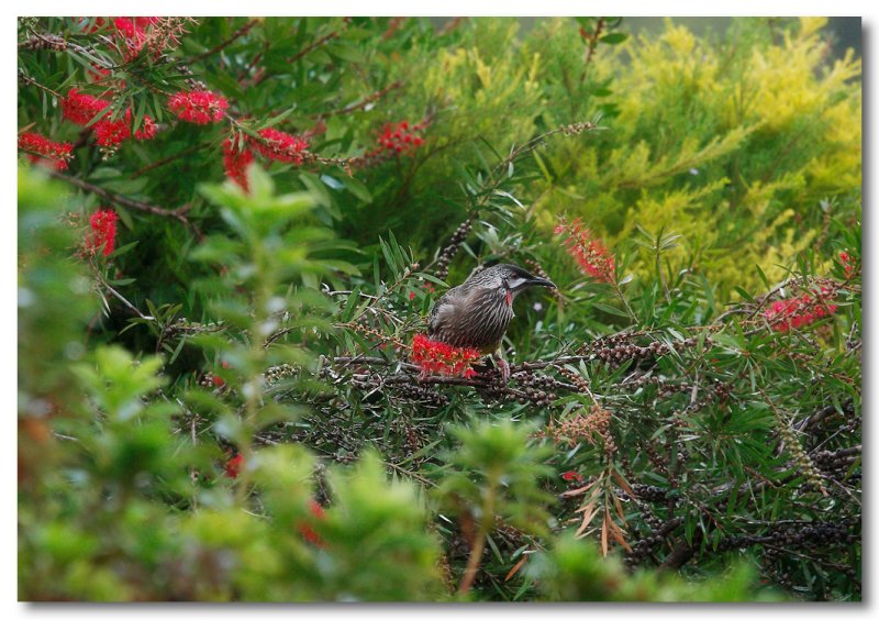 Red Wattlebird 