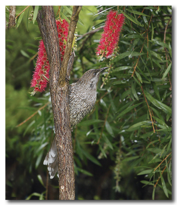 Little Wattlebird 