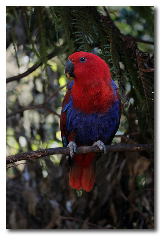 Eclectus Parrot - female