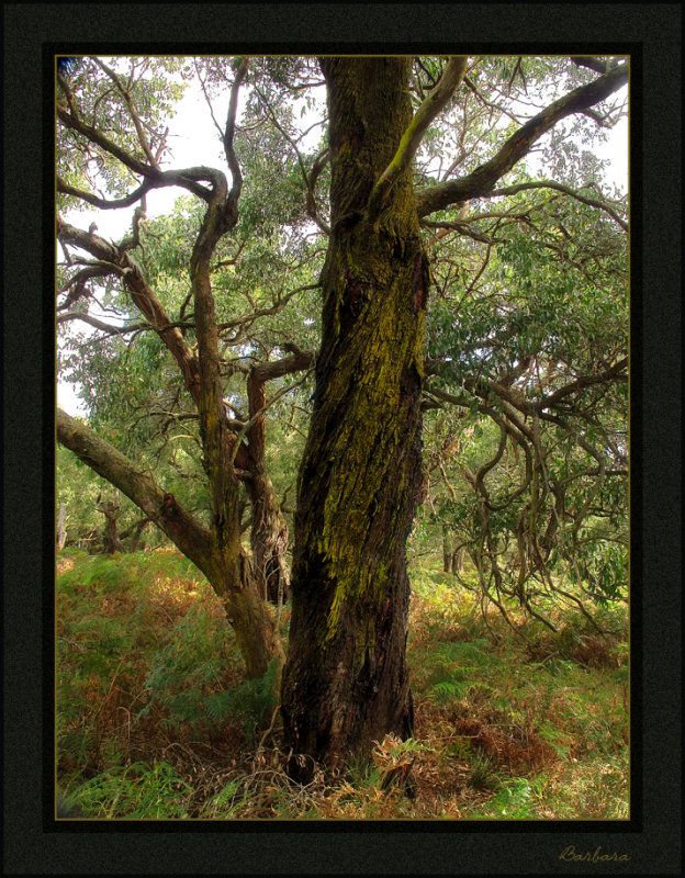 Bald Hills Wetlands Reserve