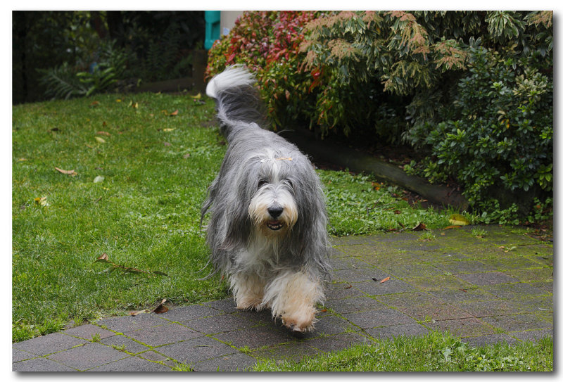 Clancy - 13 years