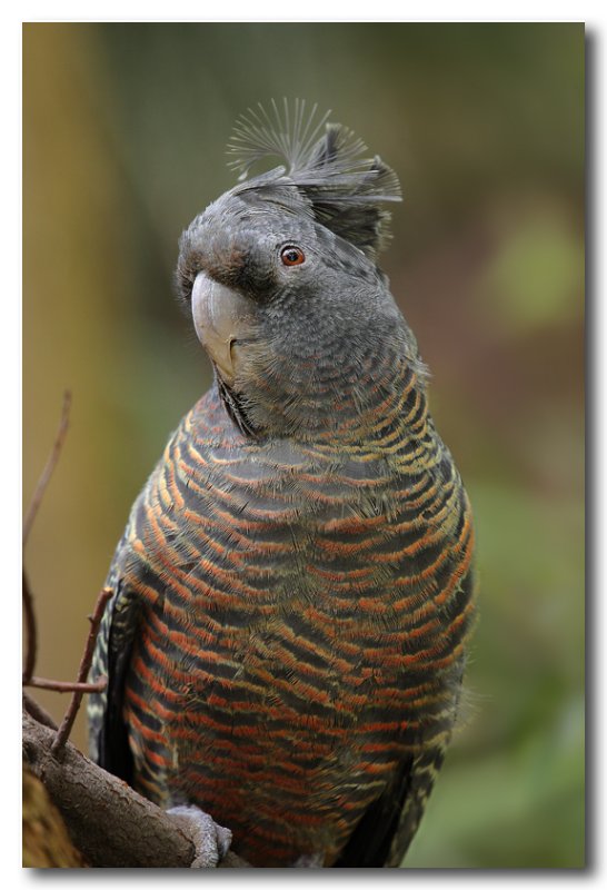 Gang Gang Cockatoo - juvenile 