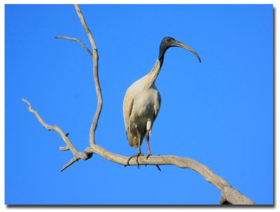 White Ibis