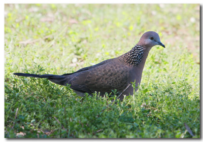 Spotted Dove