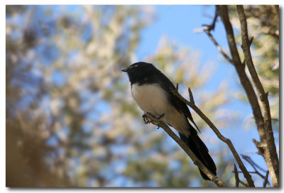 Willy Wagtail