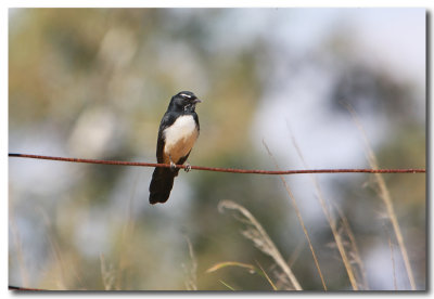 Willie Wagtail