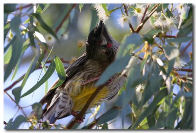 Red Wattlebird