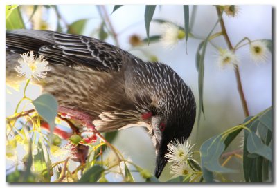 Red Wattlebird