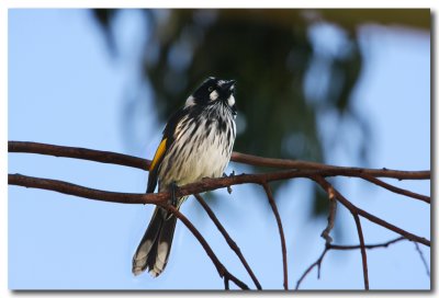 New Holland Honeyeater