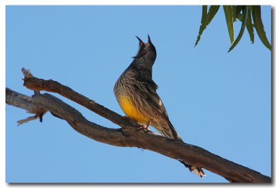 Red Wattlebird