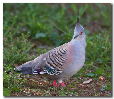 Crested Pidgeon