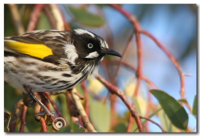 New Holland Honeyeaters