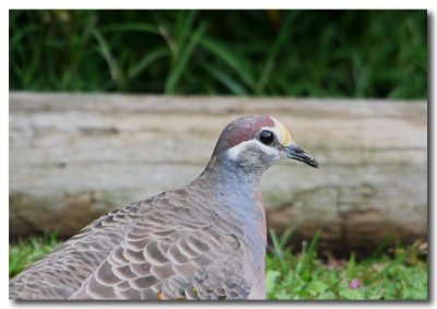 Bronzewing