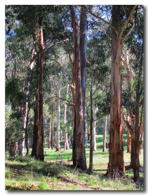 Native gums