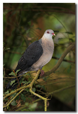 White - faced Pigeon
