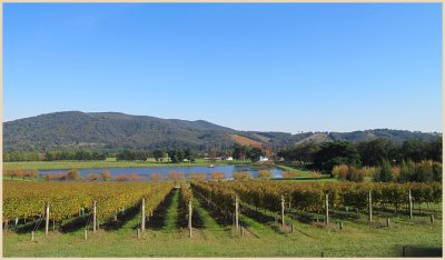 Yarra Valley Vinyard