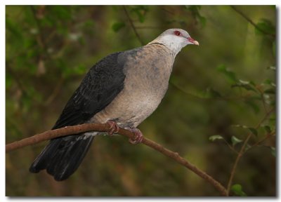 White - faced Pigeon