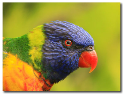 Rainbow Lorikeet