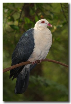 White - faced Pigeon
